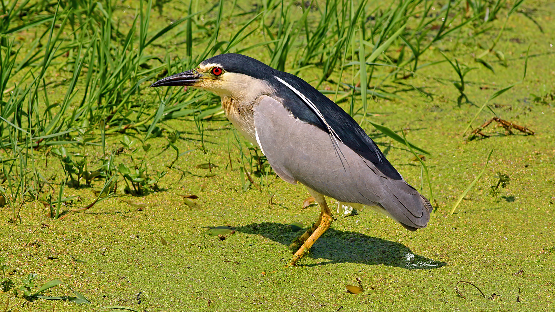 Black-crowned Night-Heron